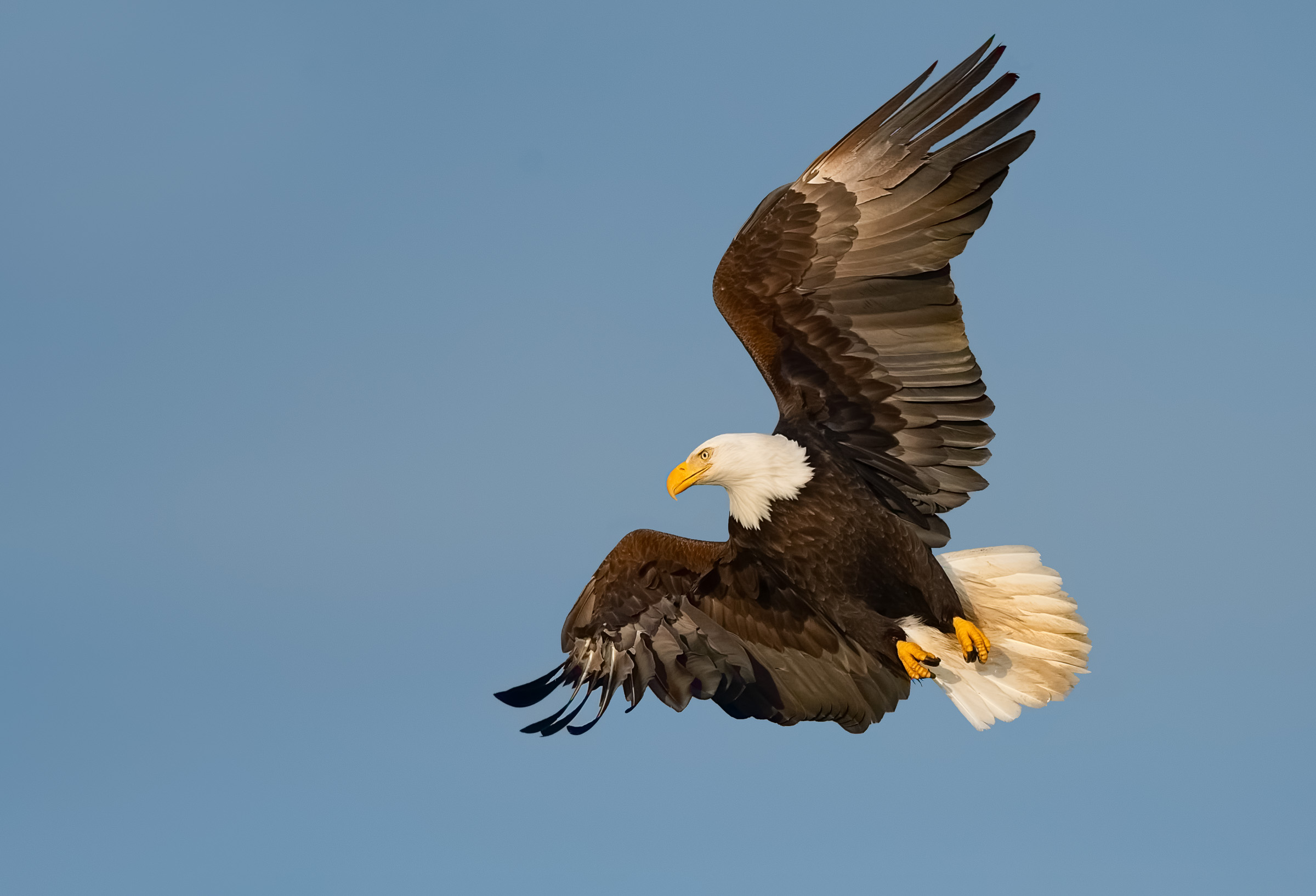 Eagles-2019-11.jpg