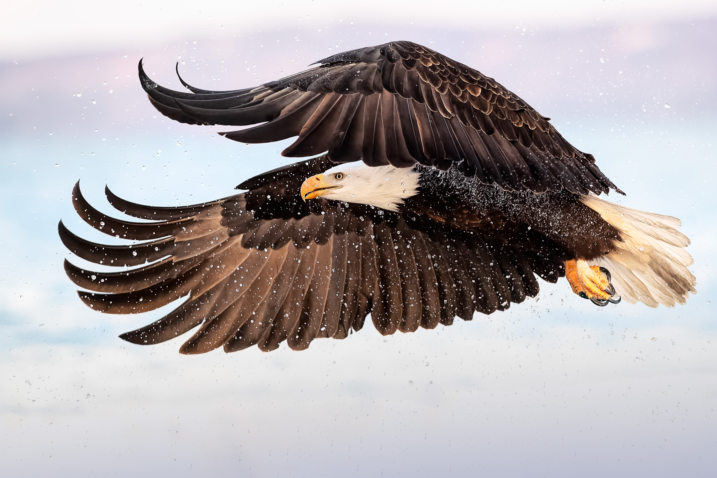 Eagles-2019-7.jpg