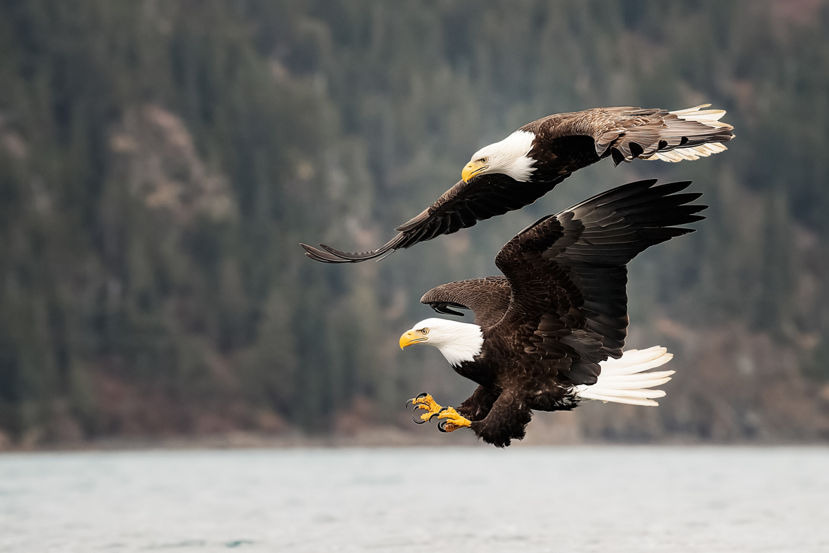 Eagles-2019-15.jpg