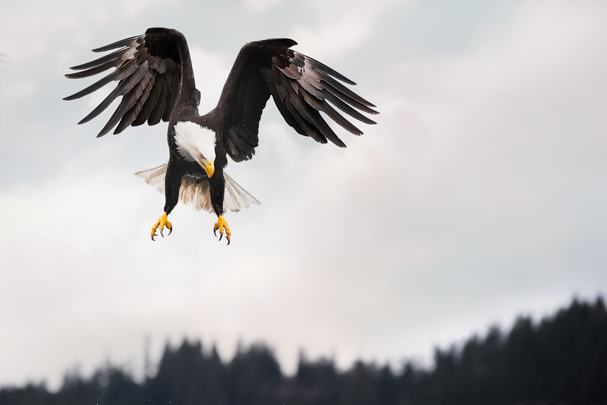Eagles-2019-17.jpg