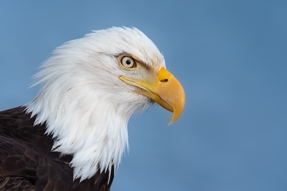 Eagles-2019-3.jpg