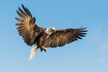 Eagles_Hawks_Falcons-007.jpg