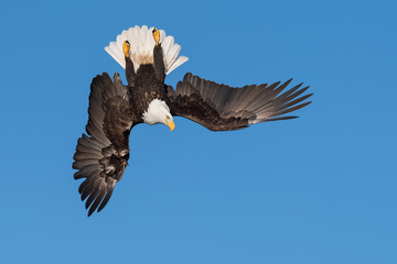 Eagles_Hawks_Falcons-013.jpg