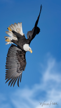 Eagles_Hawks_Falcons-028.jpg