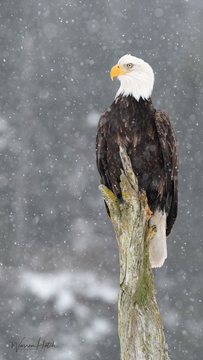 Eagles_Hawks_Falcons-029.jpg