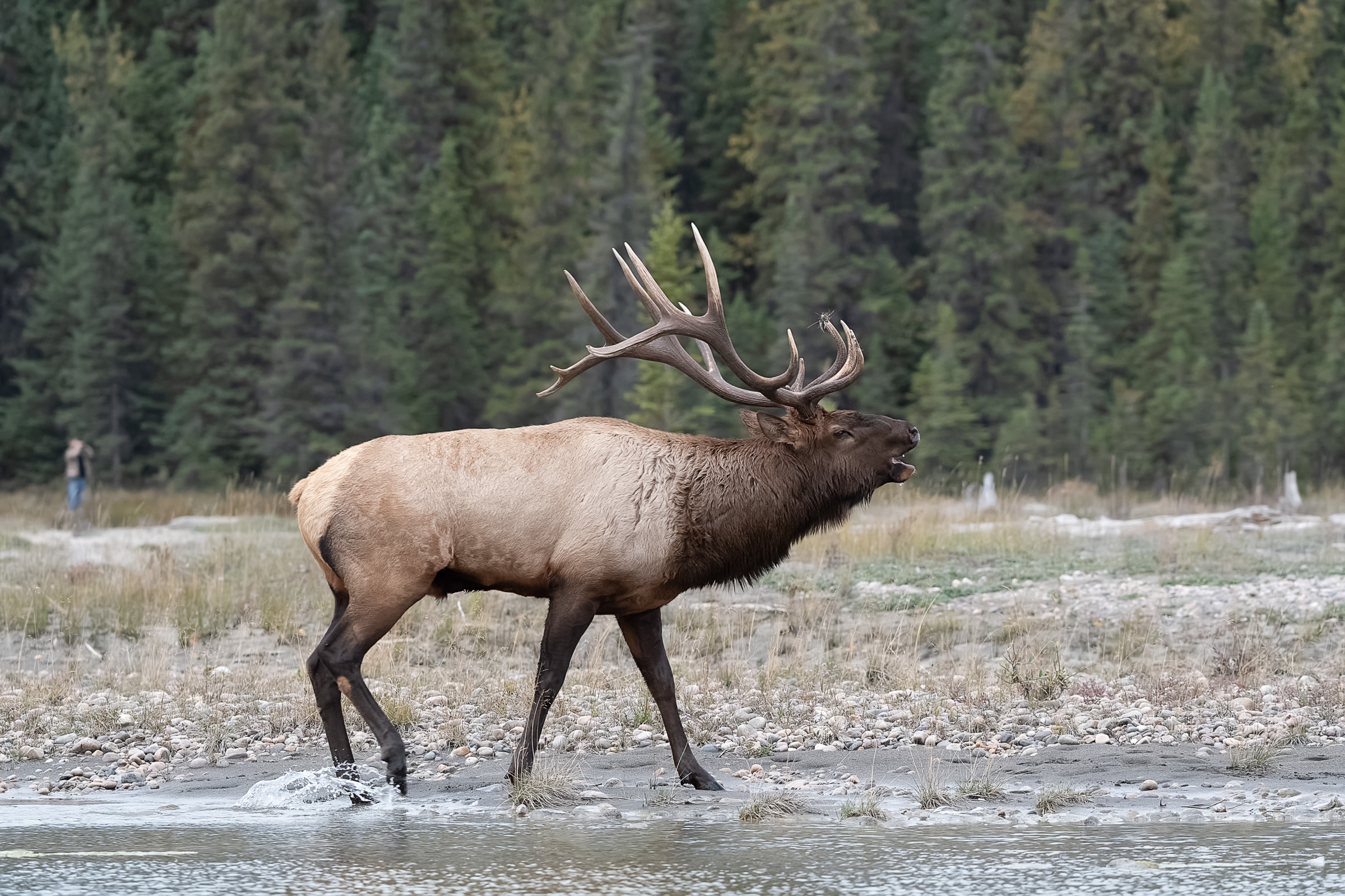 Elk-2019-31.jpg