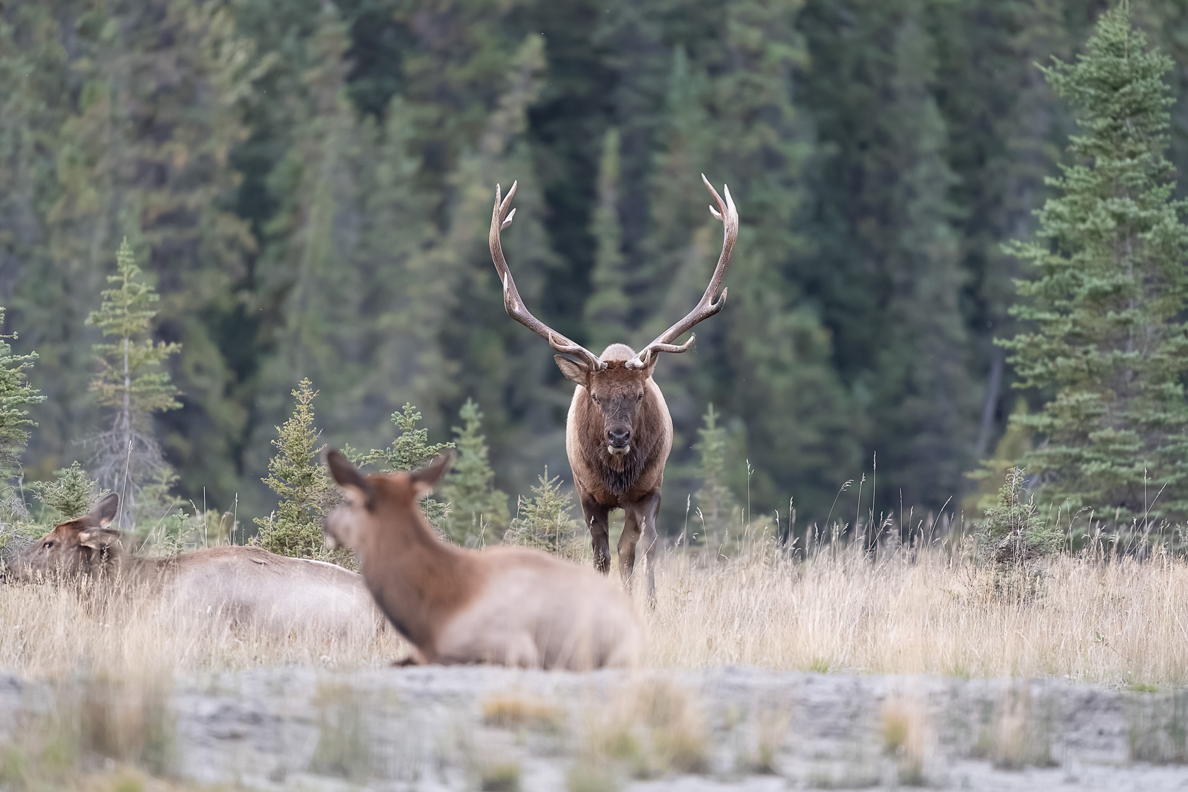 Elk-2019-45.jpg