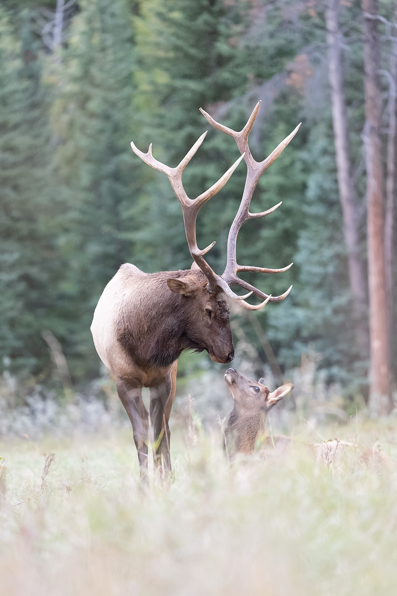 Elk-2019-54.jpg