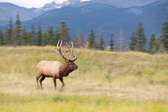 Elk-2019-20.jpg