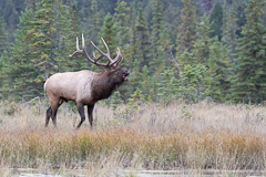 Elk-2019-30.jpg