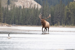 Elk-2019-32.jpg