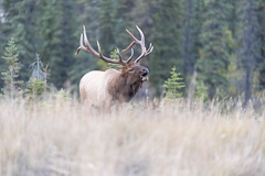 Elk-2019-46.jpg