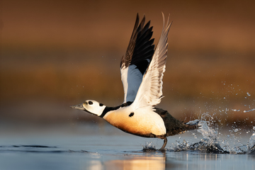 Ducks_Eiders-002.jpg