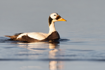 Ducks_Eiders-003.jpg