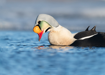 Ducks_Eiders-004.jpg