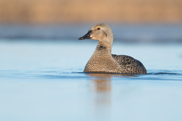 Ducks_Eiders-005.jpg