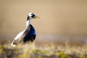 Ducks_Eiders-006.jpg