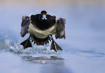 Ducks_Eiders-007.jpg