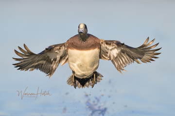 Ducks_Eiders-008.jpg