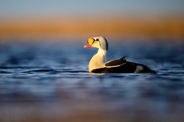 Ducks_Eiders-010.jpg