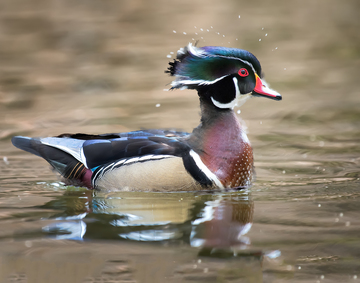 Ducks_Eiders-011.jpg