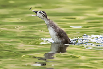 Ducks_Eiders-014.jpg