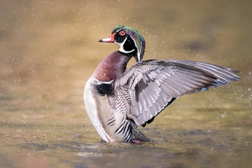 Ducks_Eiders-015.jpg