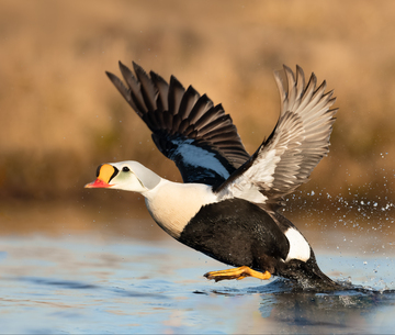 Ducks_Eiders-016.jpg