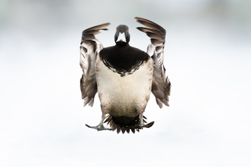 Ducks_Eiders-017.jpg