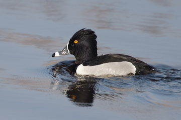 Ducks_Eiders-018.jpg