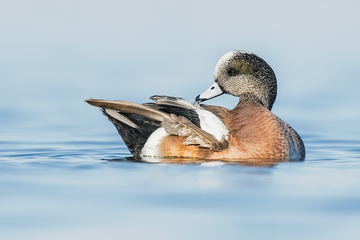 Ducks_Eiders-019.jpg