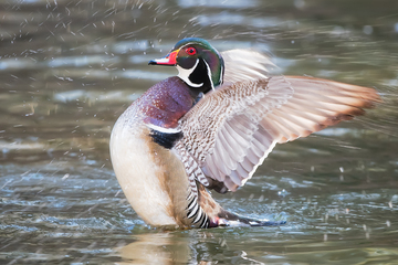 Ducks_Eiders-021.jpg