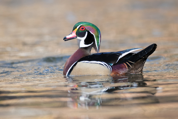 Ducks_Eiders-023.jpg