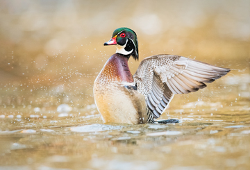 Ducks_Eiders-024.jpg