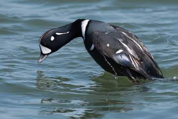 Ducks_Eiders-027.jpg