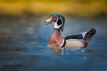 Ducks_Eiders-028.jpg