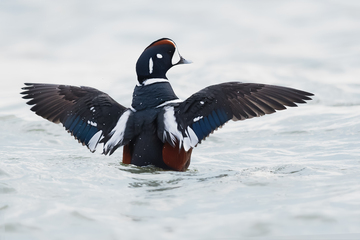 Ducks_Eiders-029.jpg