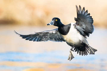 Ducks_Eiders-033.jpg