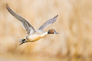 Ducks_Eiders-034.jpg