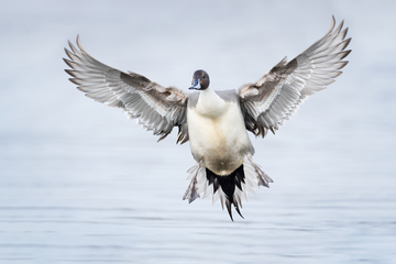 Ducks_Eiders-036.jpg