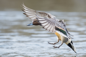 Ducks_Eiders-038.jpg