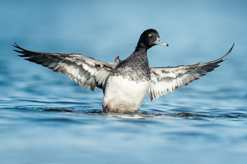 Ducks_Eiders-040.jpg