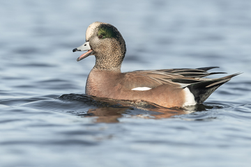 Ducks_Eiders-041.jpg