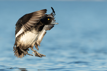 Ducks_Eiders-042.jpg