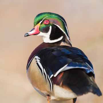 Ducks_Eiders-043.jpg